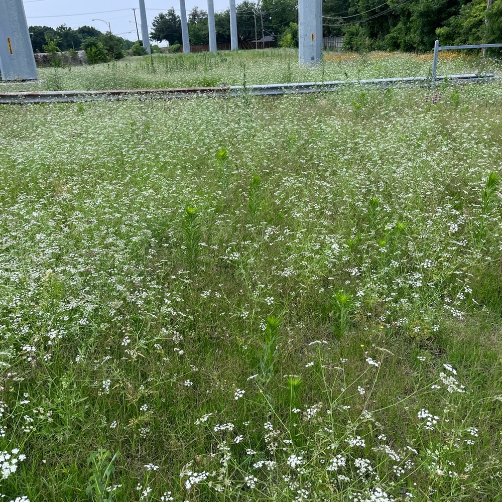 Meet your Posher, Zoe